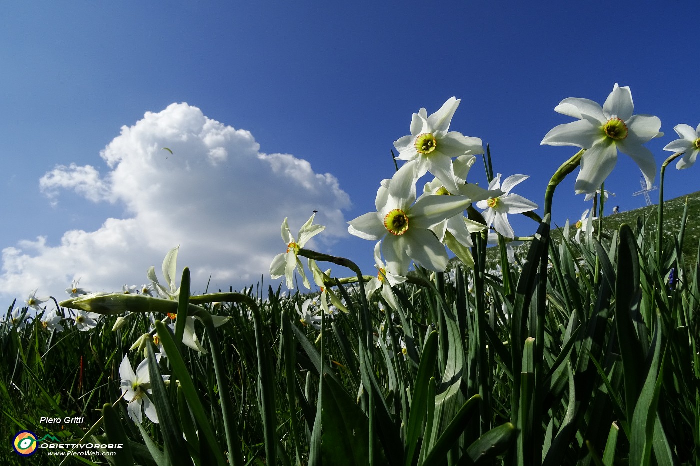 75 Scendiamo tra distese di narcisi in fiore.JPG